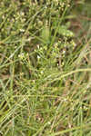 Canadian horseweed